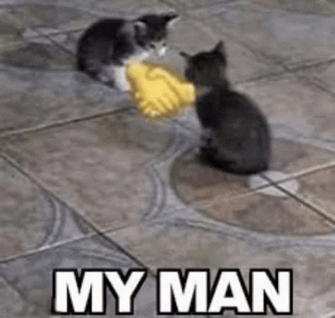 Cat Handshake GIF