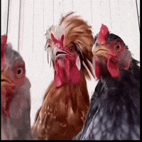 Dance Vibe GIF