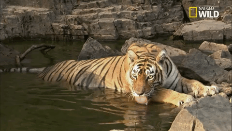 tiger savage kingdom GIF by Nat Geo Wild 