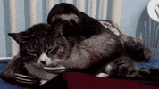 sloth grabbing GIF