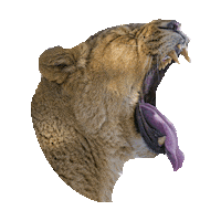 tired wake up STICKER by imoji