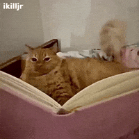 Cat Burn GIF