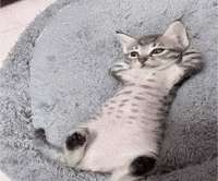 Cat Chill GIF by eay