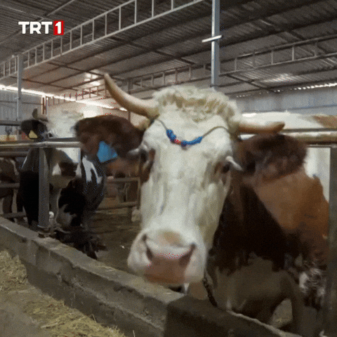 Look Ok GIF by TRT