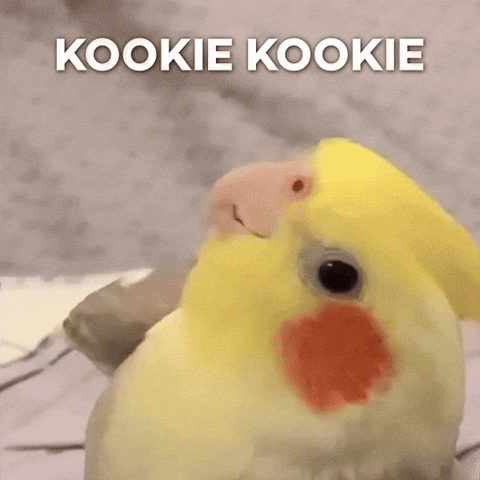 Cockatiel Birdsong GIF by THE KIFFNESS