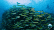 Coral Reef Ocean GIF by Mission Blue