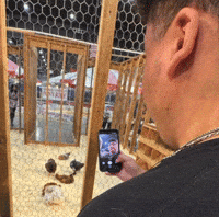 Chicken Selfie GIF