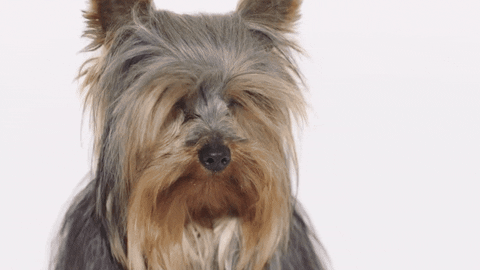 AnimalHouseMilano giphyupload pet yorkshire cani GIF