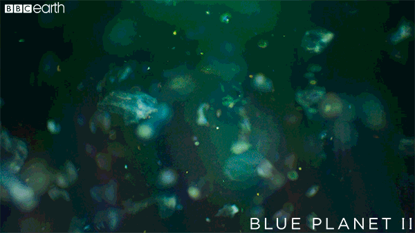 blue planet snow GIF by BBC Earth