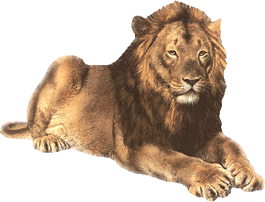 lion STICKER