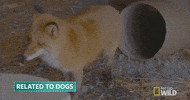 nat geo wild yukon vet GIF by Dr. Oakley, Yukon Vet