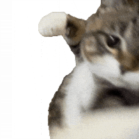 Angry Cat GIF