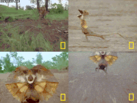 critter GIF