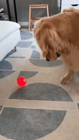 scoopscoopit giphyupload GIF