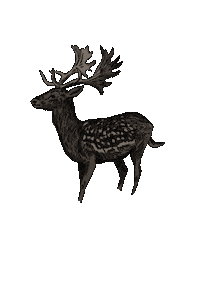 Leouuw animal forest wild cozy Sticker