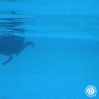 Water Swimming GIF by American Kennel Club
