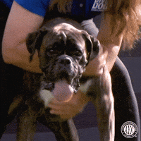 Water Panting GIF by American Kennel Club