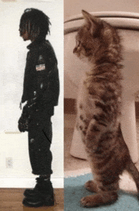 Trojan Horse Cat GIF