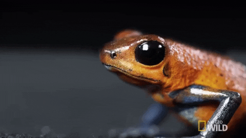 poison dart frog GIF by Nat Geo Wild