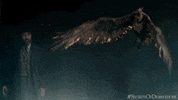 Phoenix GIF by Fantastic Beasts: The Secrets of Dumbledore
