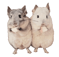 Chinchilla ごはん Sticker