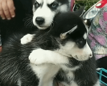 cuteanimalland giphyupload GIF