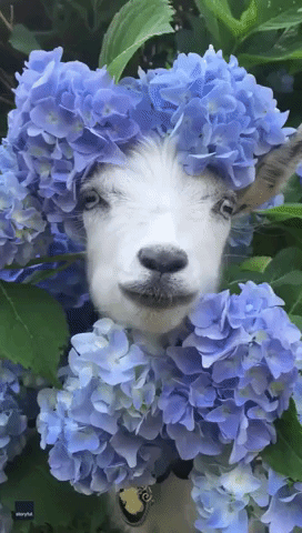 Blooming Marvellous: Goat Hangs Out in Hydrangea Bush