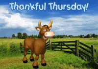 Cows Expressions GIF