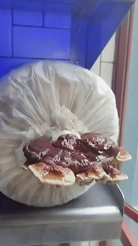 RaquelPastelMX giphygifmaker GIF