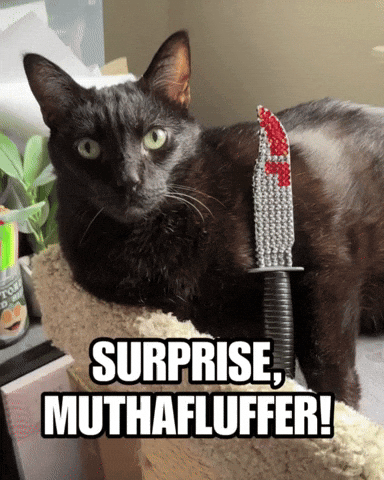 Black Cat Dexter GIF