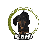 Dachsund Bassotto Sticker by Asilo per cani Dog'sMind