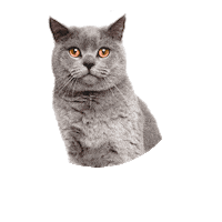 DinamizaDigital gato chulo dinamizadigital gatocongafas Sticker