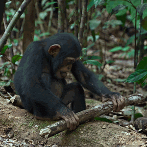 chimpanzee GIF