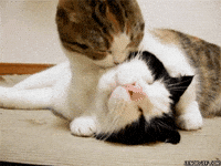 Cat Kiss GIF