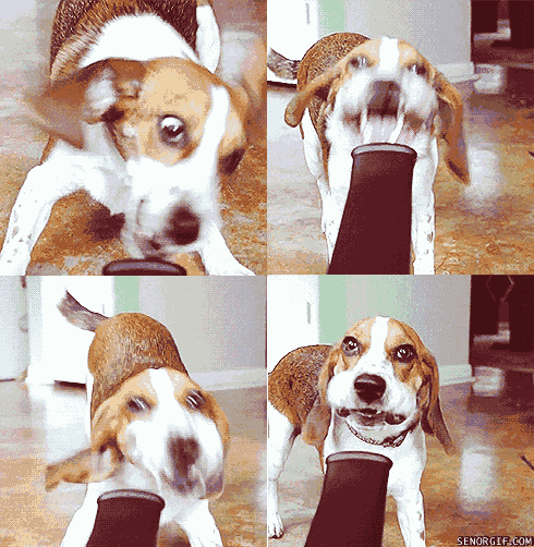 beagle GIF by Cheezburger