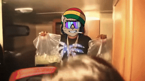 BumbaCat giphyupload GIF