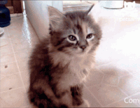 sleepy cat GIF