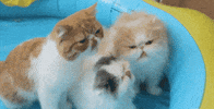 Talking International Cat Day GIF