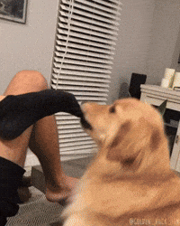 GoldenHuckFin puppy golden socks fluffy GIF