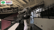 southern illinois siu GIF by Missouri Valley Conference