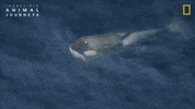 National Geographic GIF by Nat Geo Wild