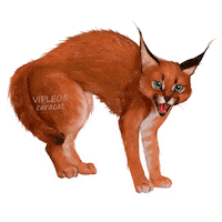 Cat Котенок Sticker by VIPLEO® is the cattery founder of legal caracats.