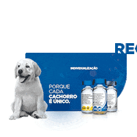 Boehringeringelheim Sticker by Nexgard Brasil