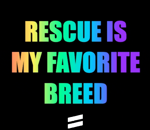 bestlifeleashes giphygifmaker puppy dogs adopt GIF