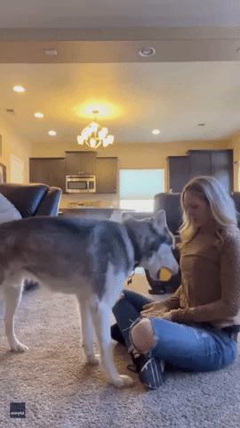 Husky Shows Admirable Patience as Owner Sets 'Dog Toy Challenge'