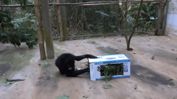 Gibbons Can't Make Sense of Mysterious Box