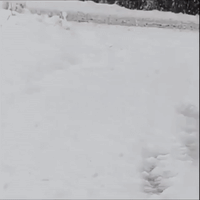 Fox Trots Through Snow in New Brunswick