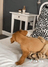 Chat Animaux GIF by TikTok France