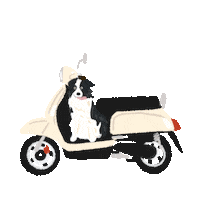 Border Collie Love Sticker