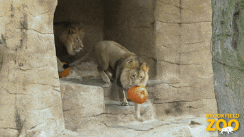 Run Pumpkin GIF by Brookfield Zoo